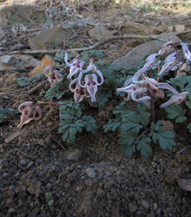 Dicentra uniflora