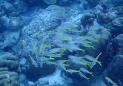 Mulloidichthys martinicus