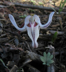 Dicentra uniflora