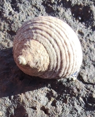 Tectarius striatus
