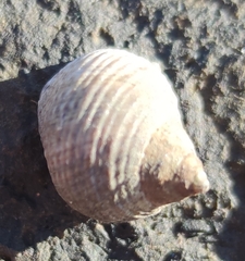 Tectarius striatus
