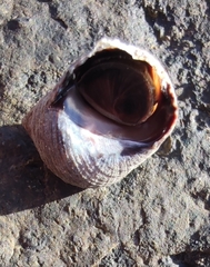 Tectarius striatus