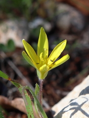 Gagea chlorantha