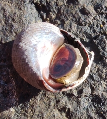 Tectarius striatus