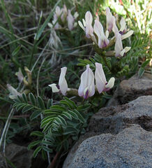 Astragalus cibarius