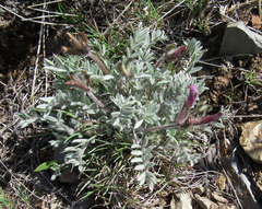 Astragalus purshii
