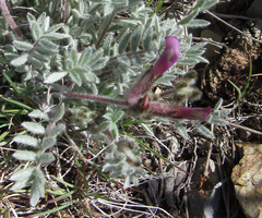 Astragalus purshii