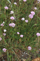 Armeria arenaria