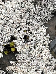 Stereocaulon saxatile