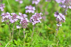 Thymus pannonicus