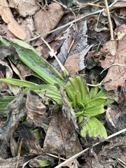 Plantago lanceolata