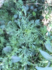 Cyclospermum leptophyllum