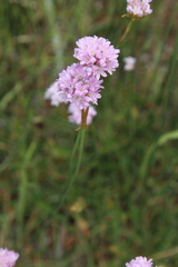 Armeria arenaria