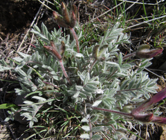 Astragalus purshii