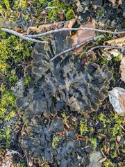 Peltigera praetextata
