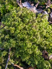 Hylocomium splendens