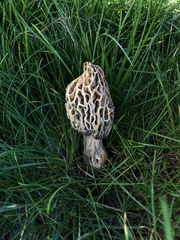 Morchella rufobrunnea