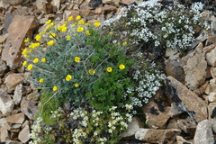 Cherleria arctica