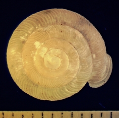 Daedalochila hippocrepis