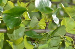 Pyrus communis pyraster