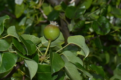 Pyrus communis pyraster