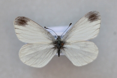 Leptidea juvernica