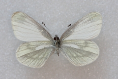 Leptidea juvernica