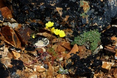 Draba bruce-bennettii