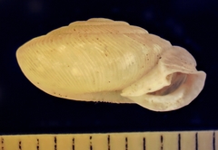 Daedalochila hippocrepis