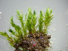 Bryum violaceum