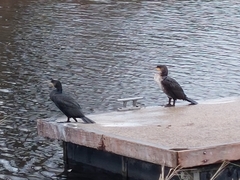 Phalacrocorax carbo carbo
