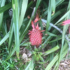 Ananas comosus bracteatus