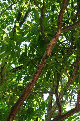 Sideroxylon foetidissimum