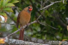 Cardinalis cardinalis