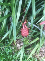 Ananas comosus bracteatus