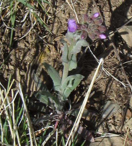 Image of Boechera subpinnatifida by (c) Wendy McCrady, some rights reserved (CC BY)