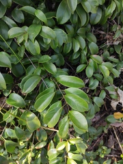 Urceola rosea