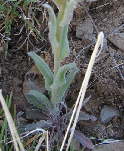 Image of Boechera subpinnatifida by (c) Wendy McCrady, some rights reserved (CC BY)