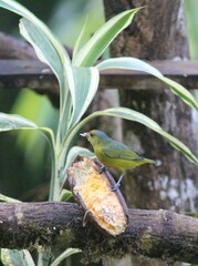 Euphonia gouldi