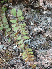 Adiantum malesianum