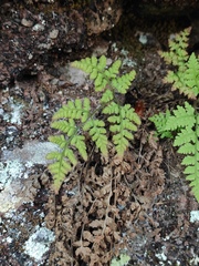 Hypodematium crenatum