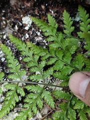 Hypodematium gracile