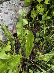 Zaluzianskya microsiphon