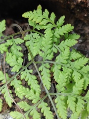 Hypodematium gracile