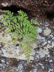 Hypodematium gracile