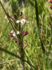 Zaluzianskya microsiphon