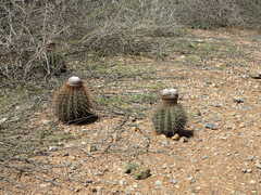 Melocactus macracanthos