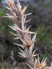 Dichanthelium scabriusculum