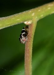 Ophiderma