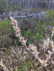 Dichanthelium scabriusculum